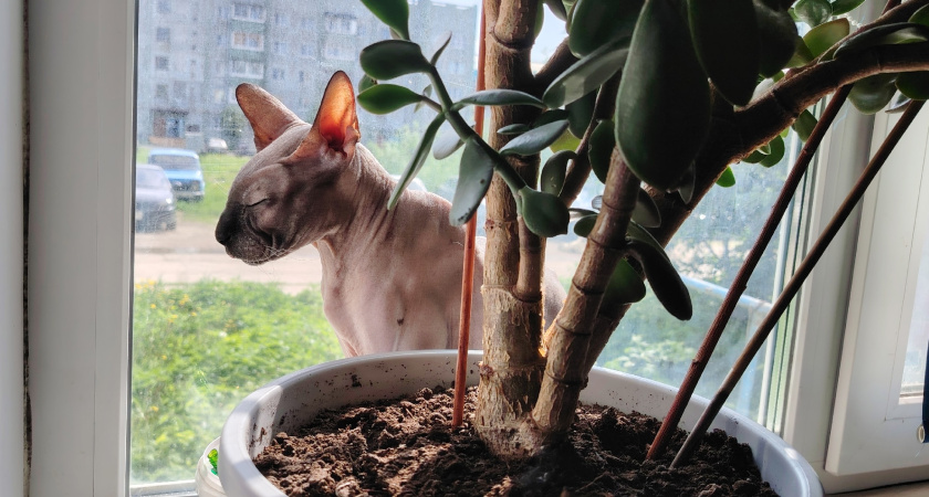 Следите за поведением кошки: главный признак глистов, который вы не должны пропустить