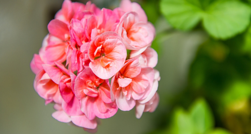 К посеву после Нового года - обязательно: эти 3 растения сами рвутся к ранней посадке