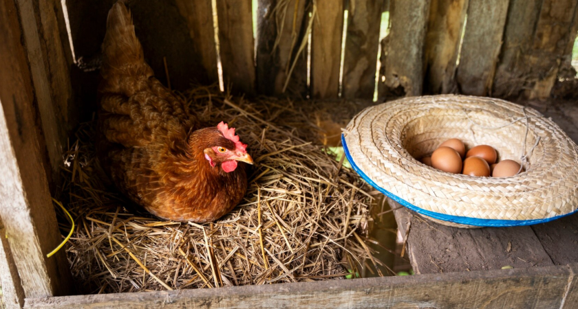 Вши с кур убегут сверкая пятками: кидаем 3 веточки в курятник — и облысение несушкам не грозит