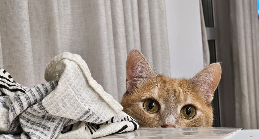 Самые удобные кошки для квартиры: 10 пород, которые не доставят вам сильных хлопот