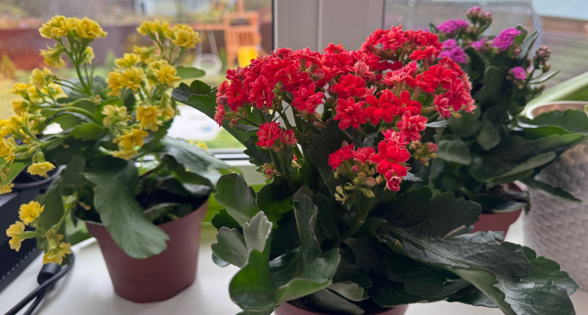 Заливаем 1 горсть водой – и декабрист краше мисс мира: бутоны лезут на каждом сегменте