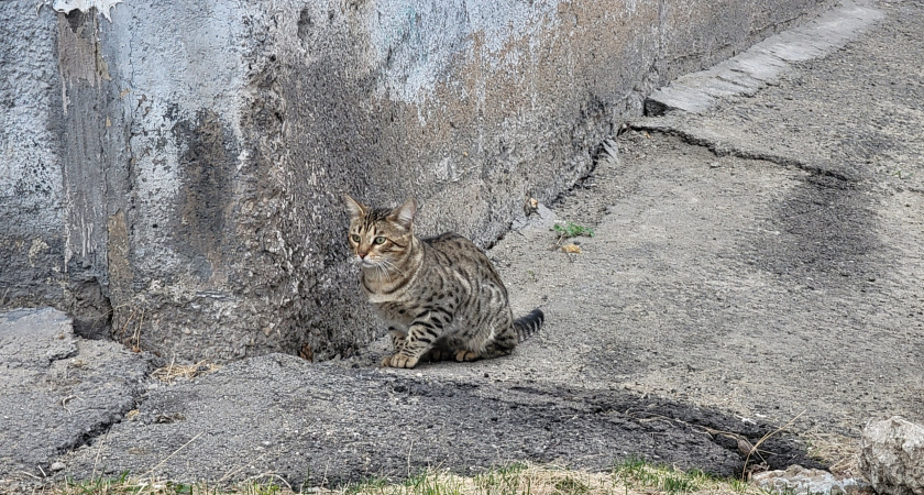 В Воронежской области спасатели помогли кошке