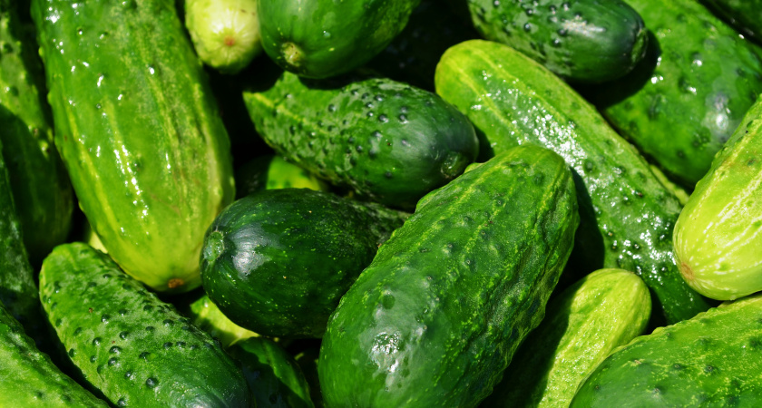 Дачники, запишите: шесть сортов семян огурцов отобьют вложения ведрами урожая