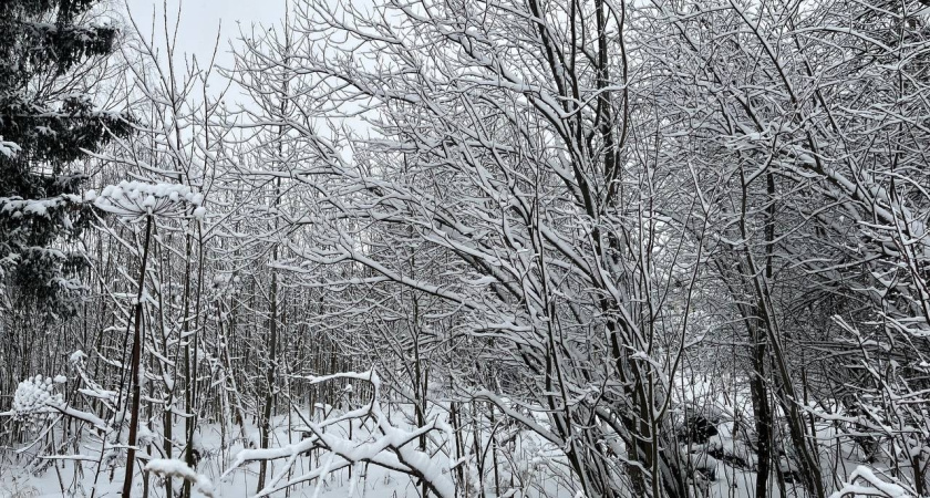 7 января в Воронежской области возможны осадки и туман