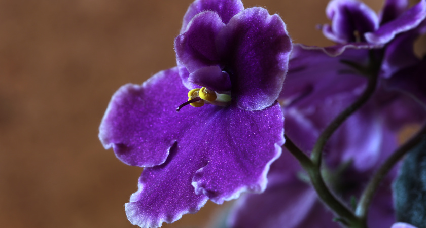 Чтобы зимой цвела: 4 правила, от которых отказываются при выращивании фиалки