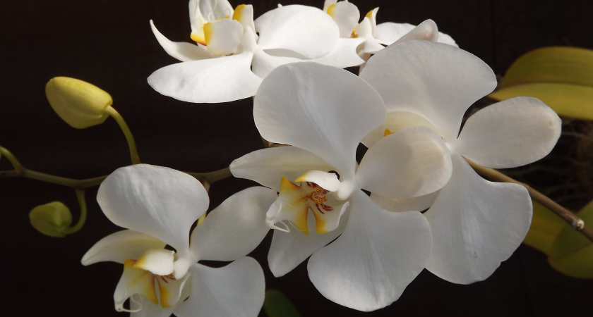 Как ухаживать за орхидеей в январе: главные правила, без которых цветку капут