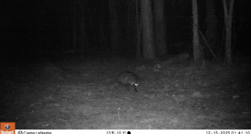 В Воронежской области фотоловушка запечатлела енотовидную собаку