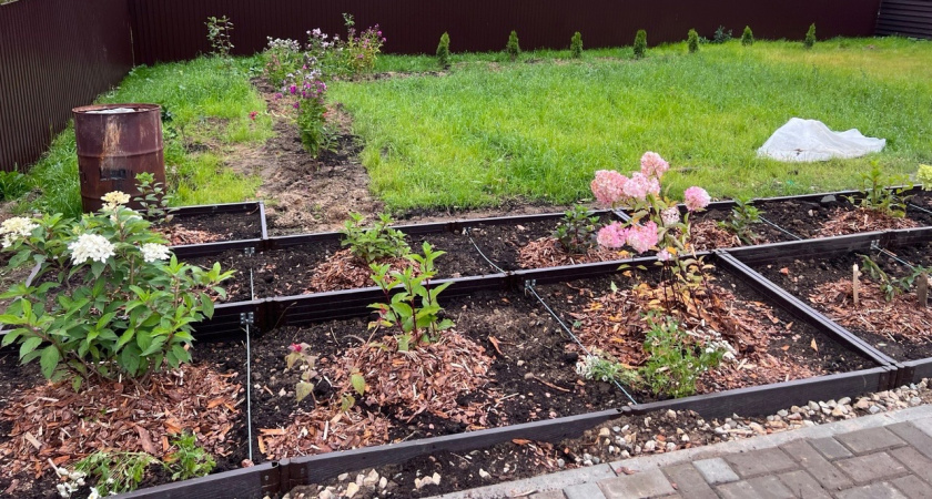 Мой секрет цветущего сада: сею эти цветы в январе и радуюсь бутонам до заморозков