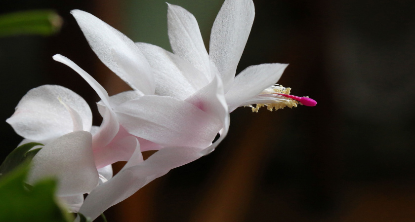 Моя учительница по химии поливала этим декабриста: цветение было таким буйным, что глаз не оторвать