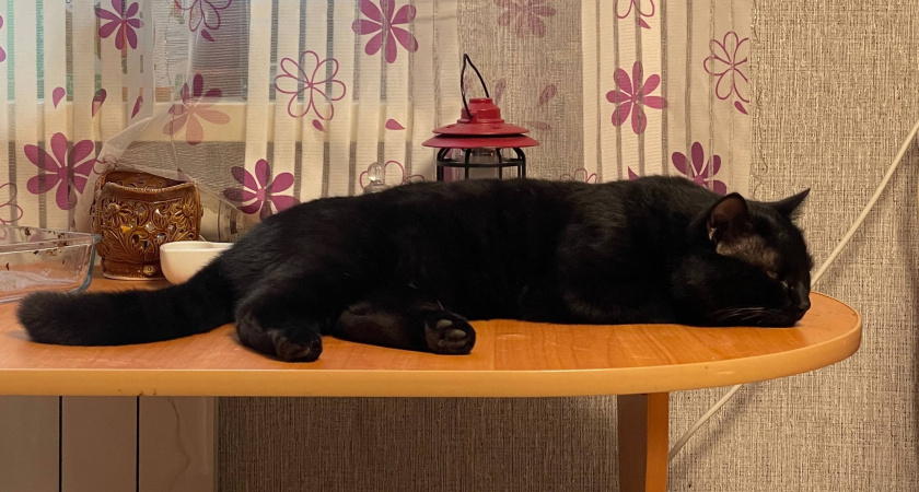 Почему кошки спят с человеком: 3 главные причины и важные моменты, о которых следует помнить