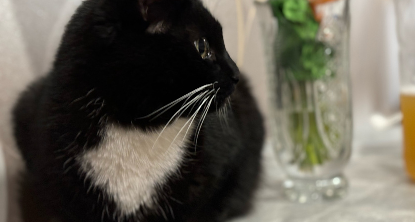 Почему важно гладить кошку: неожиданный эффект на здоровье человека