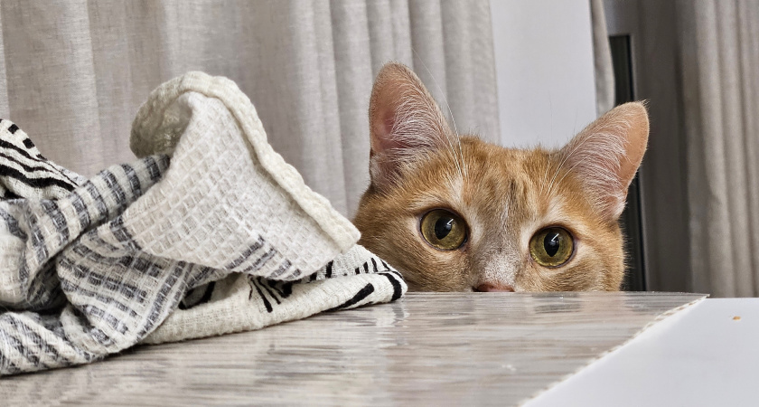 Есть 1 место, куда можно целовать кошку - она не будет возражать. На заметку каждому хозяину