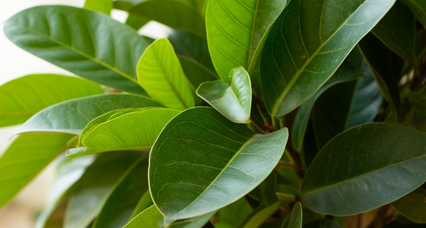 «Листопад» у фикуса: агроном раскрыла метод восстановления — эффект за 14 дней