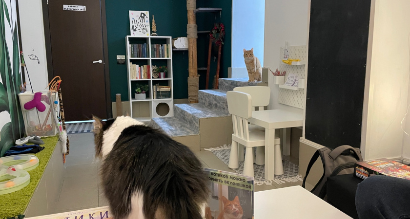 Почему кошки смотрят в пустой угол или пустоту