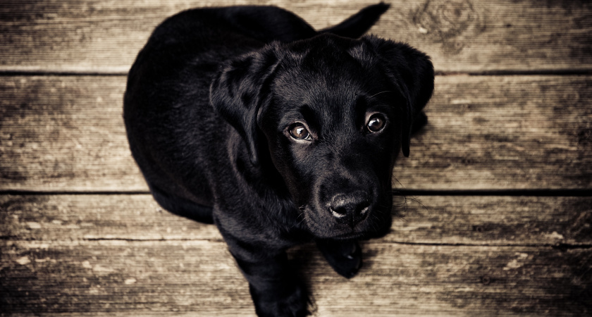 7 пород собак, которые станут лучшими охранниками и защитниками