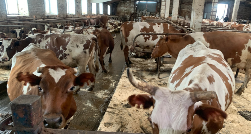 В Воронежской области за год значительно вырос экспорт продукции животноводства