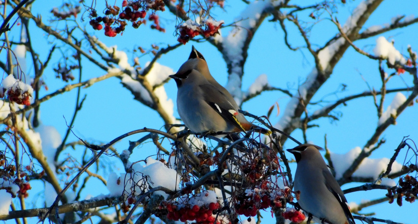 В Воронежской области на выходных усилятся январские морозы