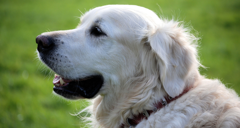 Какие породы собак смогут победить волка? А какие испугают медведя? Самые сильные и смелые защитники человека