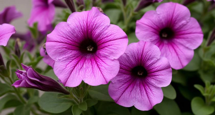 Какие цветы нужно посеять в январе? волшебный сад уже в апреле — аромат на 2 км в округе