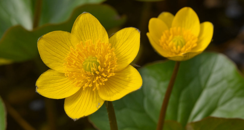 Зацветет первым по весне, растет даже в тени и на каменистой почве — этот многолетник станет ярким акцентом в саду