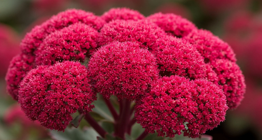 Дивный яркий многолетник заполонит сад красными шапками соцветий: можно не поливать, не кормить - живет без участия людей