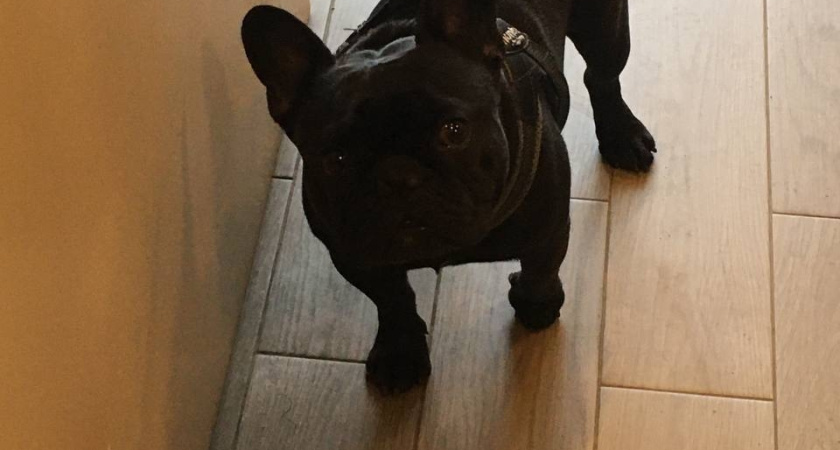 Президент Владимир Путин исполнил новогоднюю мечту  воронежского мальчика и подарил ему щенка