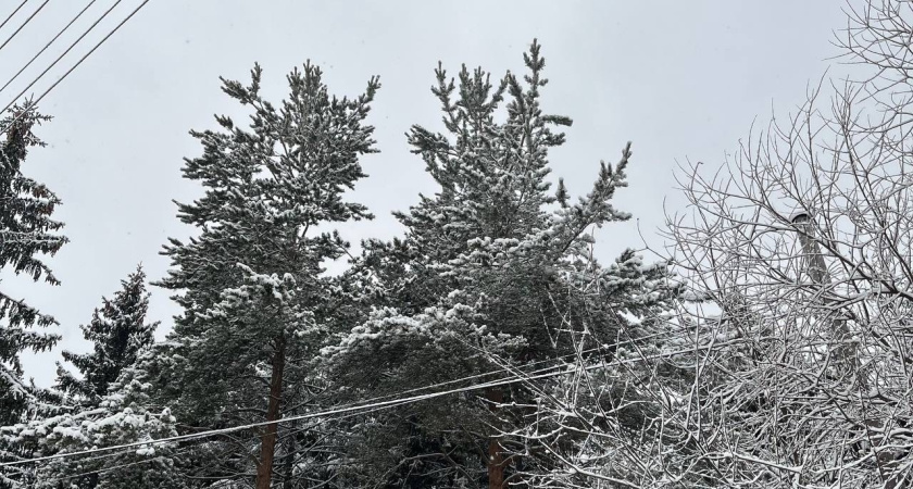 Потепление сменит мороз: прогноз погоды в Воронежской области на 29 января
