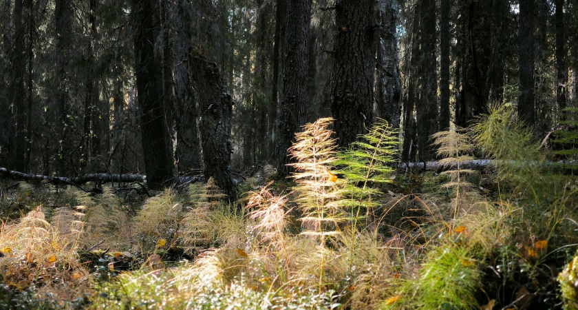 Лесовосстановление в Воронежской области достигнет нового уровня в 2026 году