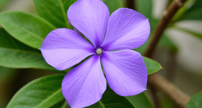 Секретное оружие против сорняков: 10 почвопокровных растений для вашего сада - забудьте о прополке навсегда