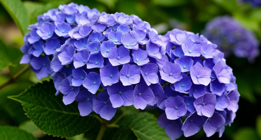 Гортензия больше не в почете - сад завоевывает новый эффектный кустарник: цветет все лето и до самых заморозков