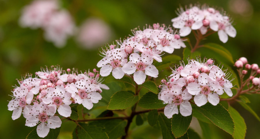 Живая изгородь мечты: 6 многолетников, которые будут украшать сад каждый год