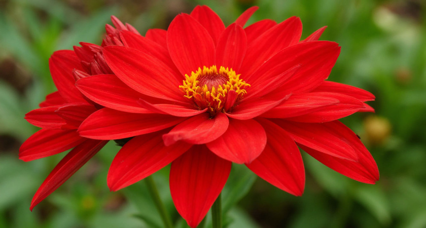 Идеальный многолетник - абсолютно не требует ухода и шикарно цветет!