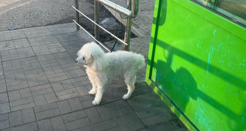 В Лискинском районе до мая 2026 года ввели карантин по бешенству животных