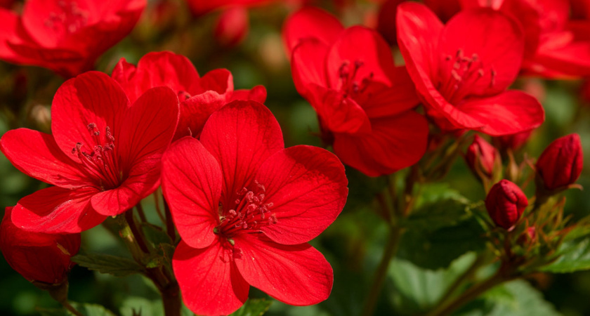 Многолетники редкой красоты: будут цвести без ухода и украшать сад до самых первых морозов - смело сажайте в новом сезоне