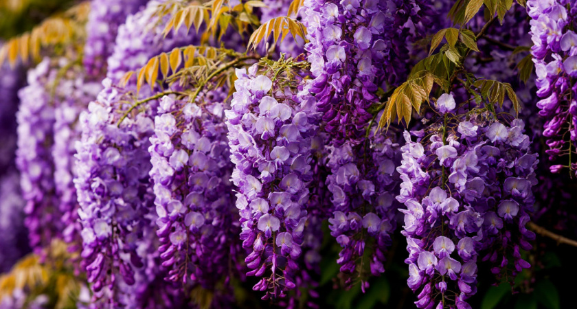 Живая изгородь мечты: 6 многолетников, которые будут украшать сад каждый год