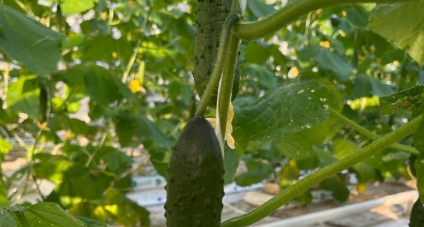 В Воронежской области свежие огурцы резко подорожали и приблизились к 300 рублям за килограмм