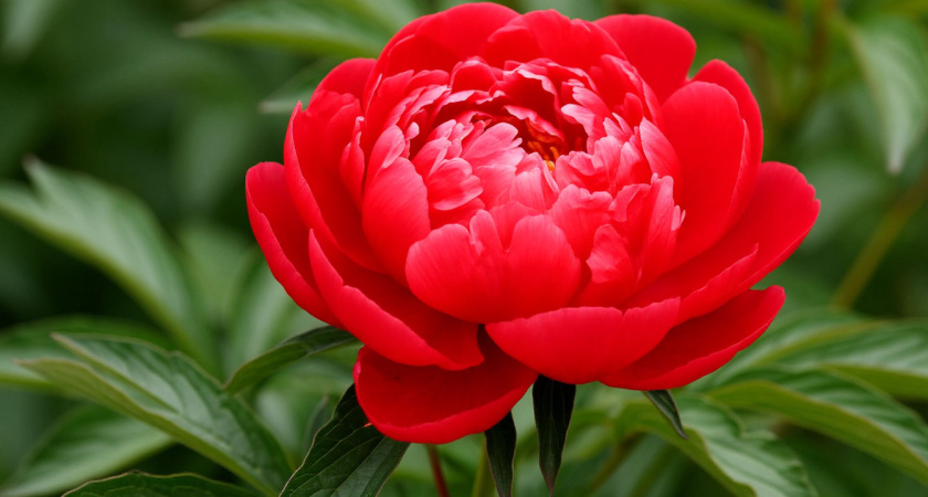 Посадите один раз — и забудьте на век: куст, который растёт 100 лет и цветёт потрясающими красными коронами гигантов