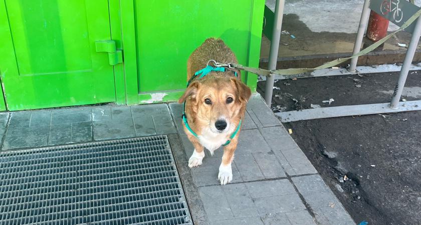 В Воронежской области за год в самостоятельные поездки отправили почти тысячу домашних животных