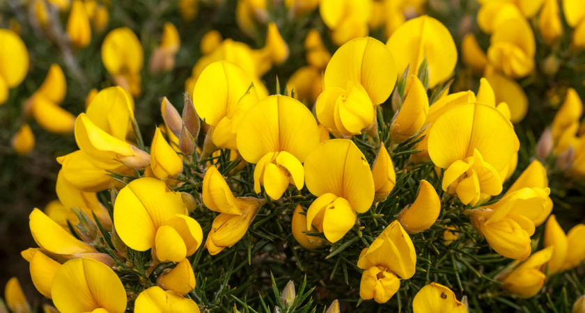 Забор не нужен: этот кустарник превратит сад в золотистый ковер — защитит от любопытных глаз и незваных гостей