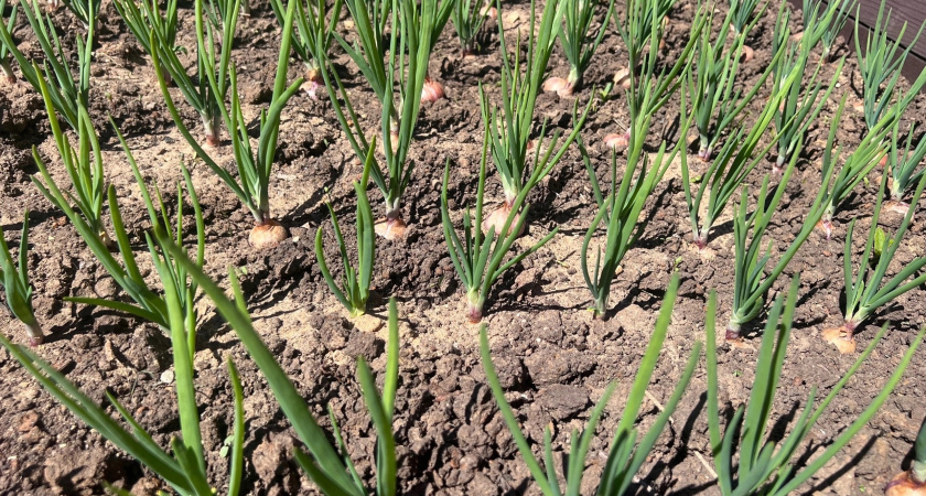 Стакан крупы вместо 10 кг компоста: рассыпаю даже поверх снега - почва весной словно пух