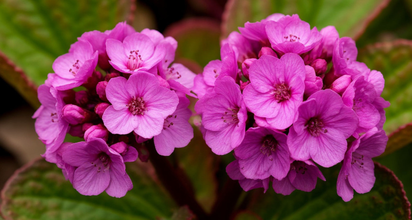 Эффектный многолетник для темных участков: весной взрывается цветами, а осенью краснеет - классная находка для сада