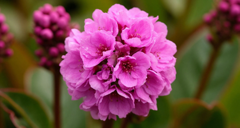 Весной взрывается цветами, осенью краснеет само: растение, которое украшает участок