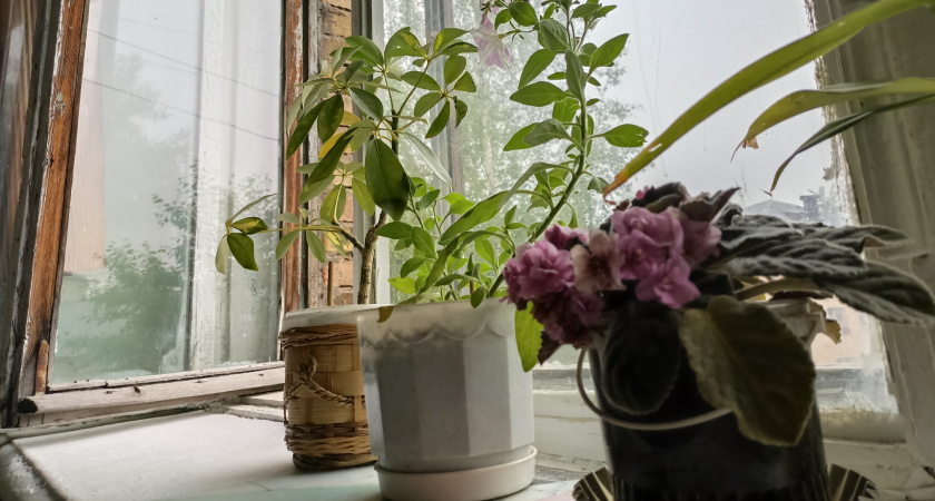 Кладу на подоконник и всю зиму живу в тепле – лучше не придумаешь: в доме жарко даже в - 40°C