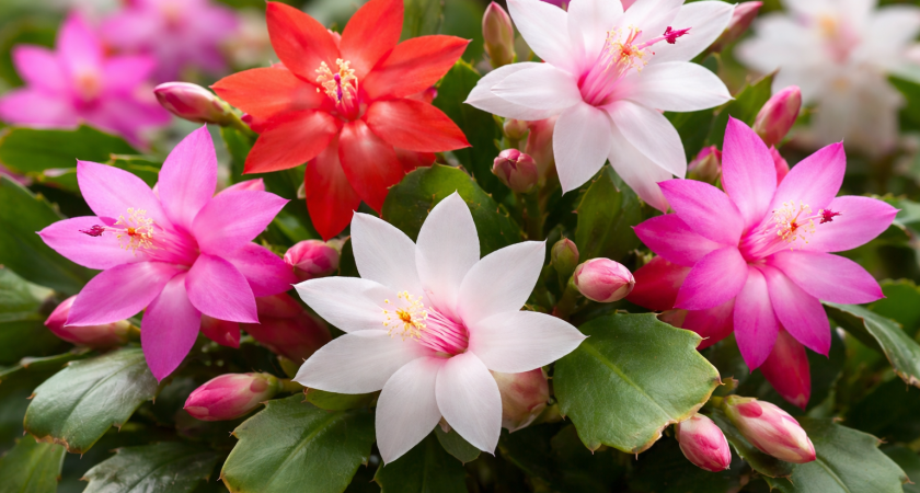 1 грамм в воду – и декабрист утонет в облаке цветов: бутоны полезут как угорелые на каждом сегменте