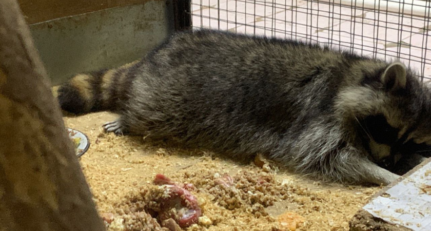 По улицам Воронежской области разгуливает испуганный енот