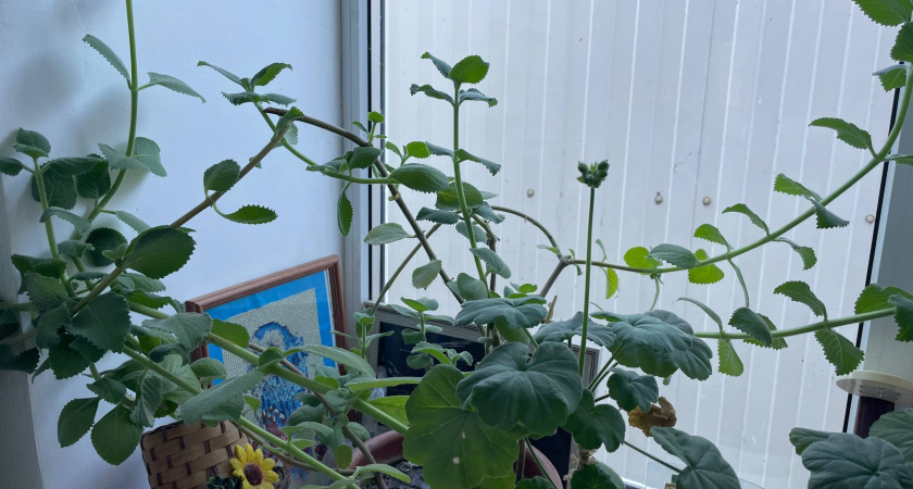 Толстянка рванула в рост на 200%: как правильно ухаживать за "денежным деревом" — даже сухая и чахлая палка оживает вмиг