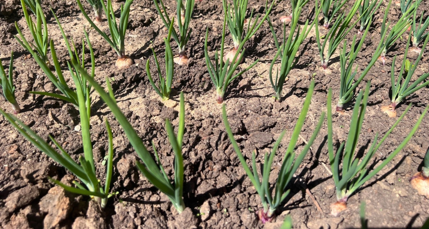 Крошу 1 таблетку в воду и поливаю — любая рассада прёт щёткой: вытянутые сеянцы в прошлом — даже без использования фитоламп