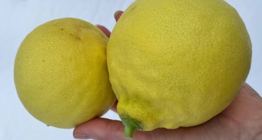 В воронежском Ботсаду созревают лимоны-гиганты весом до 700 граммов