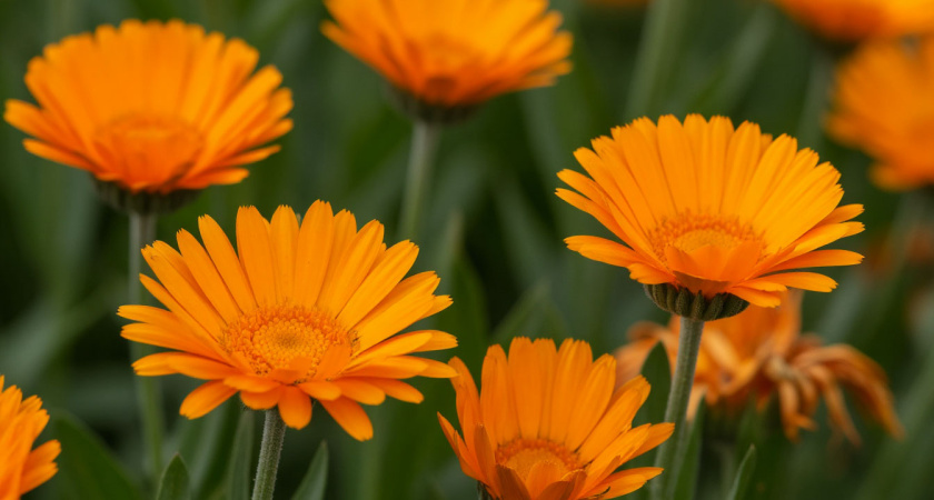 Флоксы больше не сажаю: нашла другой многолетник — цветет все лето, не выгорает на солнце и не требует танцев с бубном