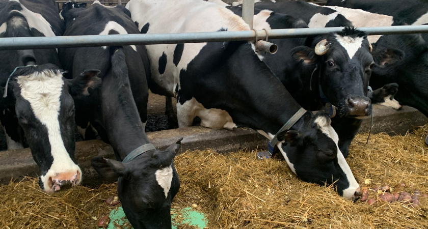 Воронежская область получит 2 миллиарда инвестиций на расширение ферм